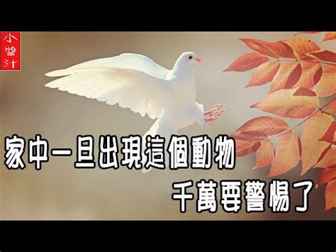 鳥死在屋頂|家裡出現死鳥 鳥死在院子裡是擋災